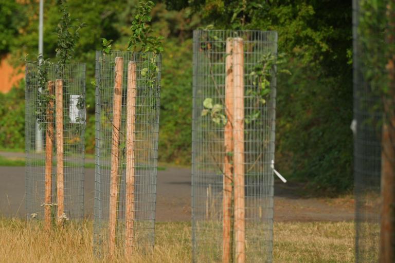 Warmley NAZ new orchard
