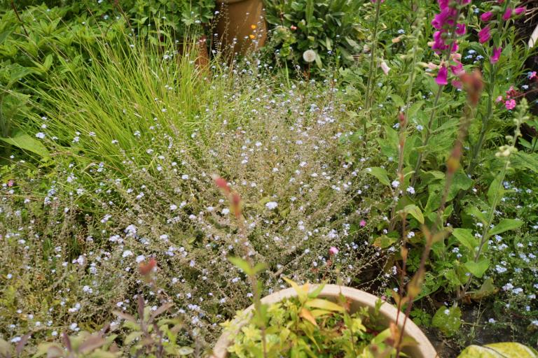 Warmley NAZ gardens for pollinators