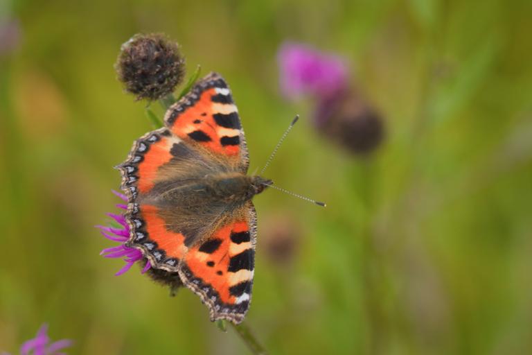 Butterfly on meadow flowers