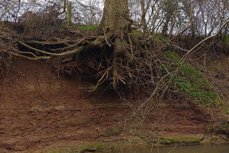 Tree near Sturt Weir with roots badly exposed because of the extent of bank erosion. 
