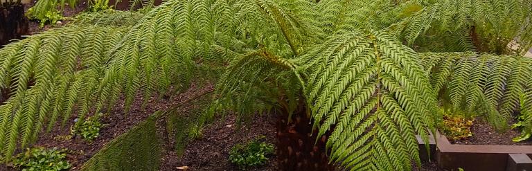 CSS Raingarden detail 